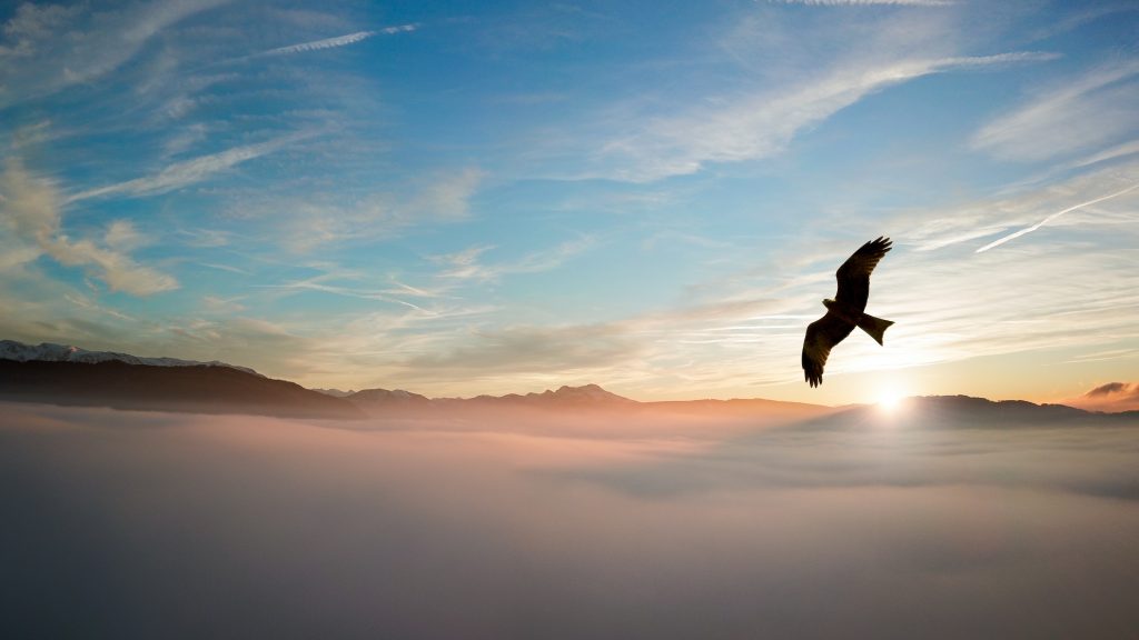 Eagle fly over the cloud